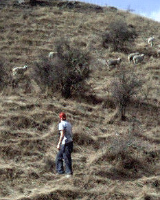 Ryan on the sheep path